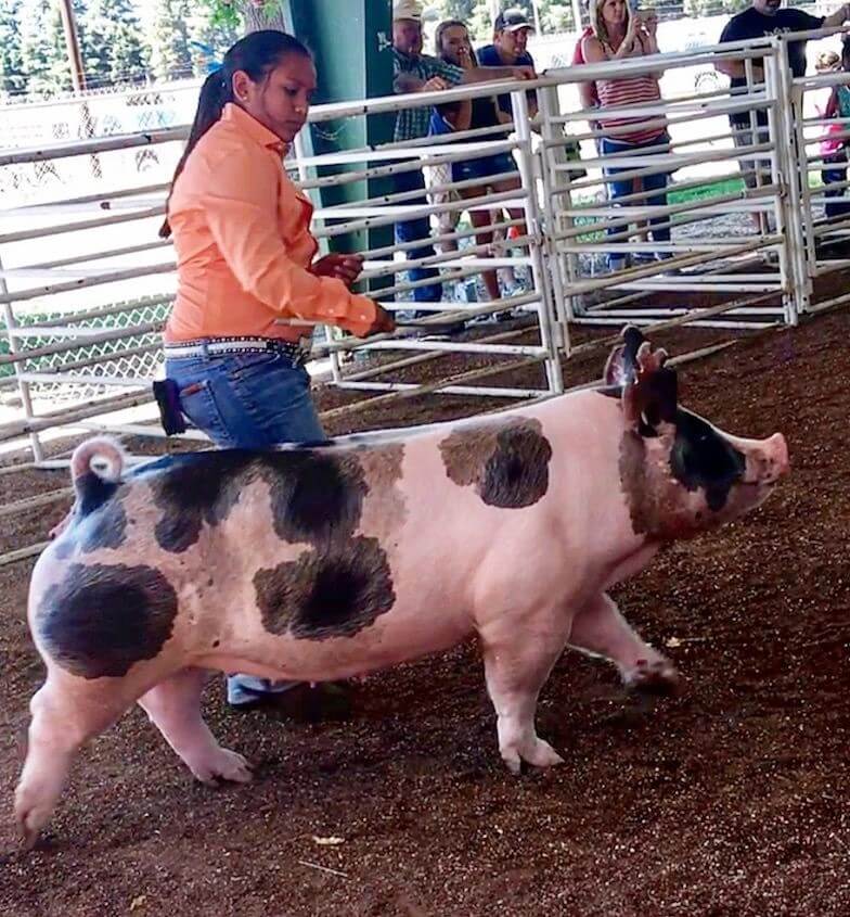 A spotted pig being shown in a pen