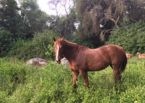 A chestnut horse in varying foliage