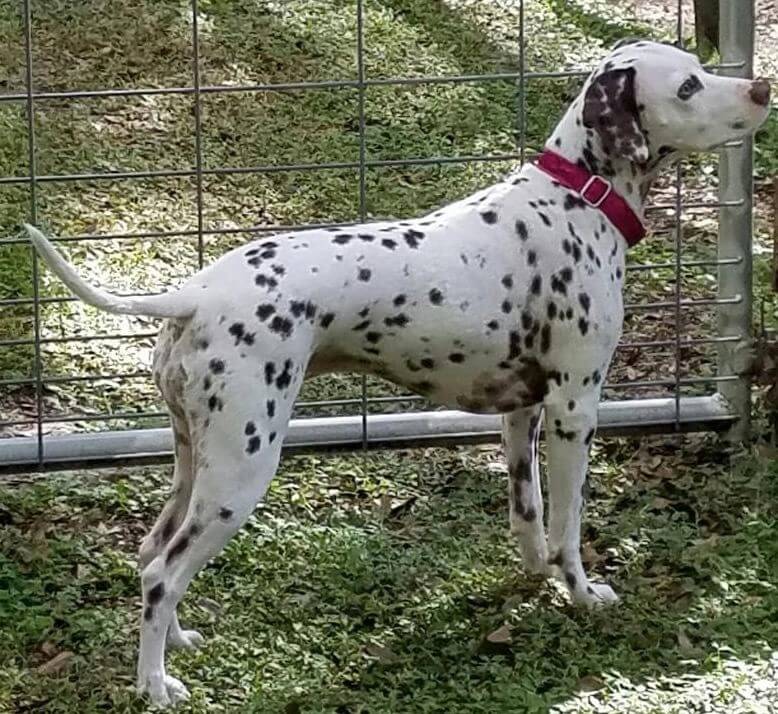 A Dalmatian with a red collar
