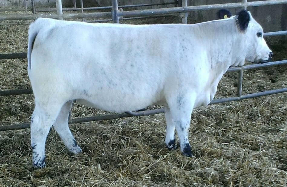 A pure white cow in a pen