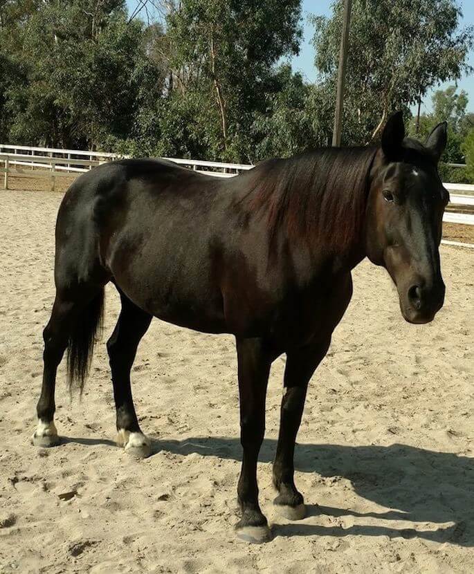 Dark horse standing on sand in a pen