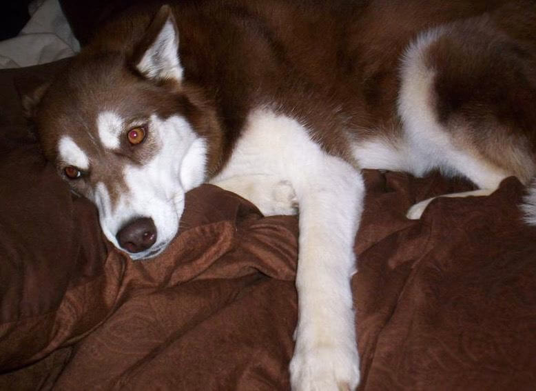 A brown and white husky laying on a blanket
