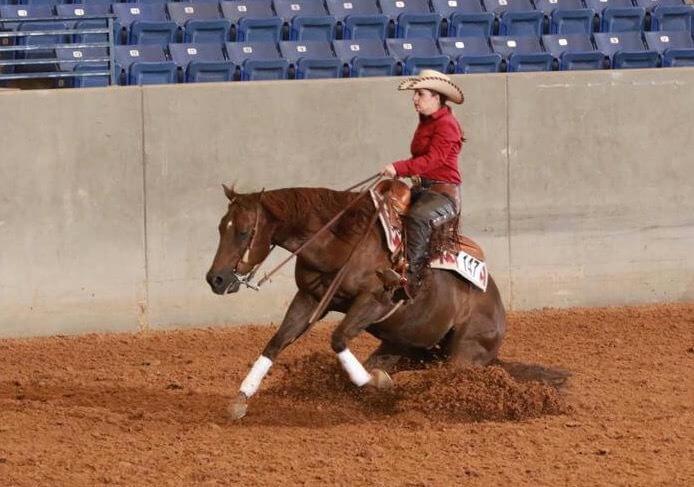 A rider coming to a stop in an arena