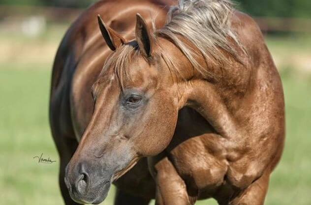A muscly brown horse
