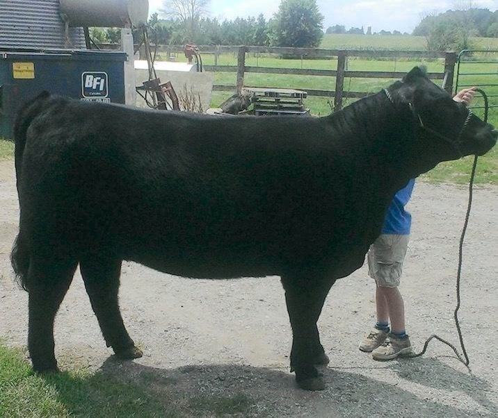 A black cow being washed by a young boy