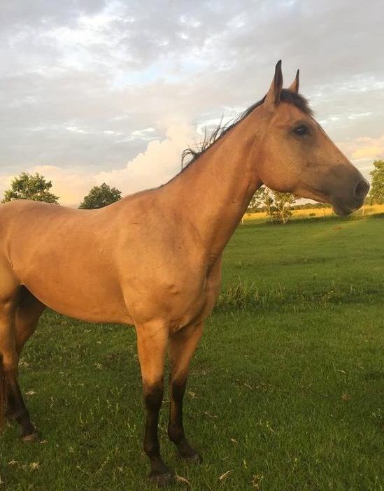 A tan horse with black ankles, tail, and mane