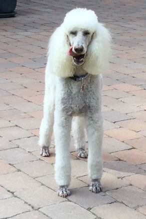 A white dog standing on brick