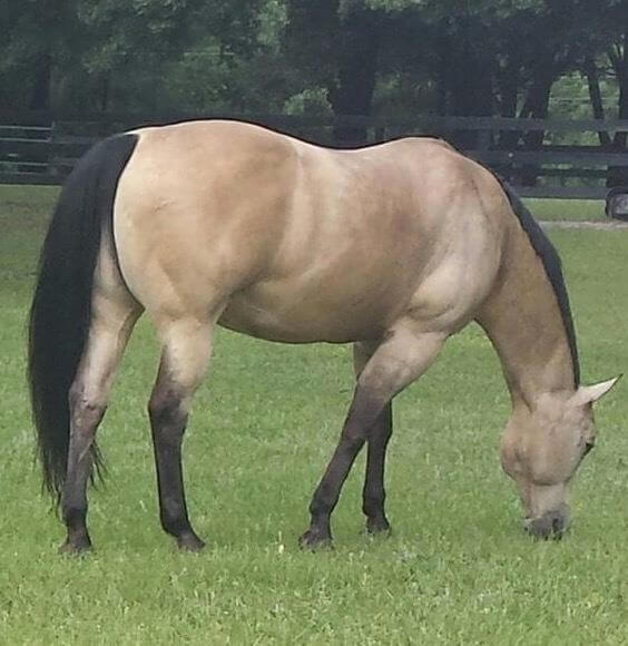 A tan horse with black tail and mane grazing on grass