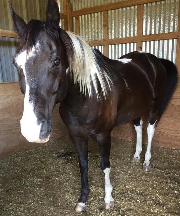 Dark brown horse with white spots in a pen