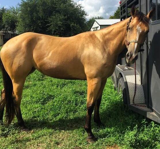 A tan horse next to a trailer outside