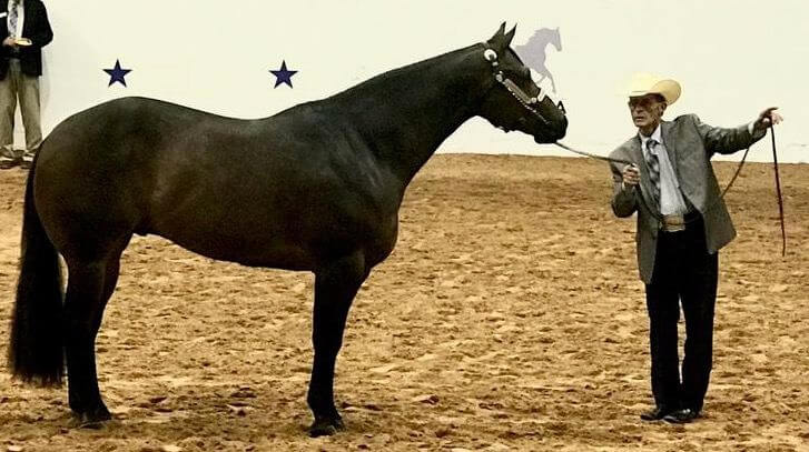 A black horse with a lead in an arena