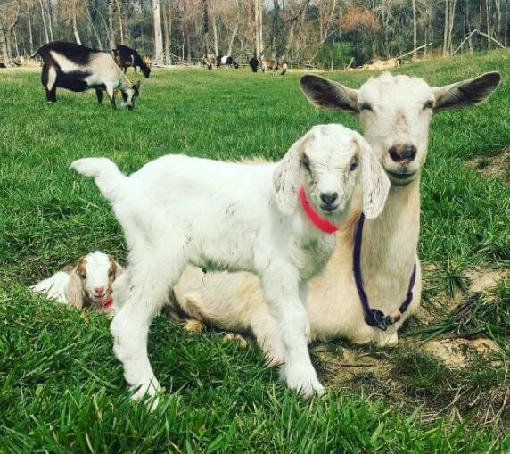 Two young goats with their mother, laying in some grass