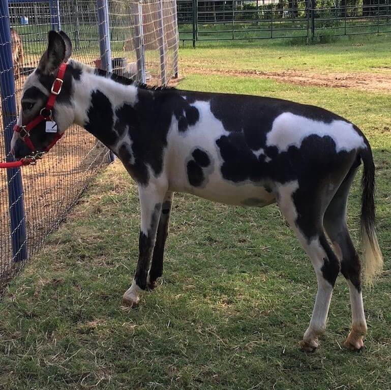A black and white spotted mini donkey