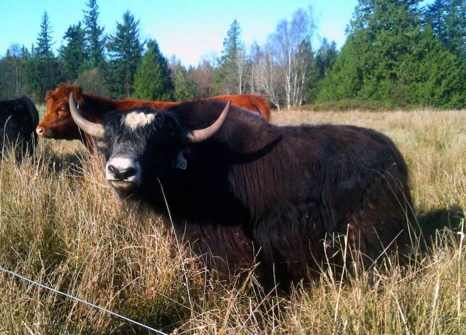 A yak in a dry field