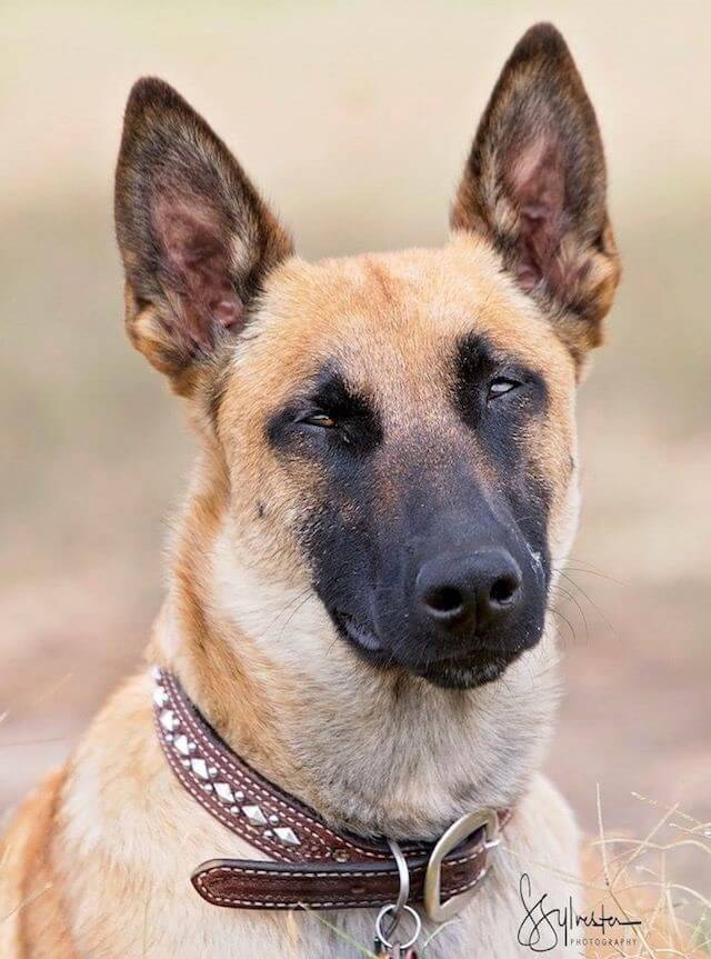 A portrait photo of a light colored german shepherd