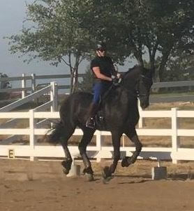 a black horse trotting with a rider on top