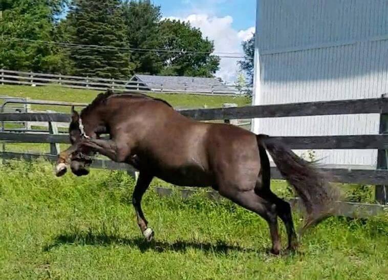 A dark brown horse jumping in some grass