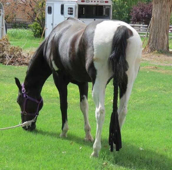 A black and white horse grazing