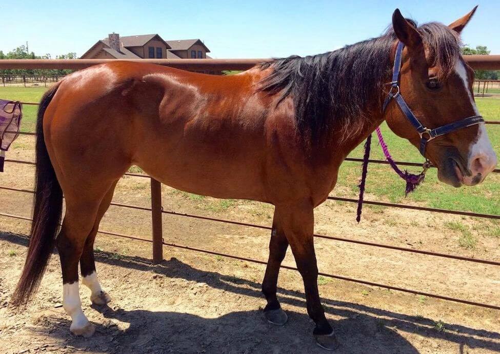 A rust red horse with white markings and black hair