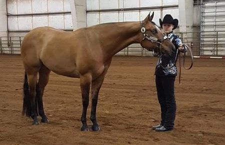 A bronze colored horse standing next to its handler