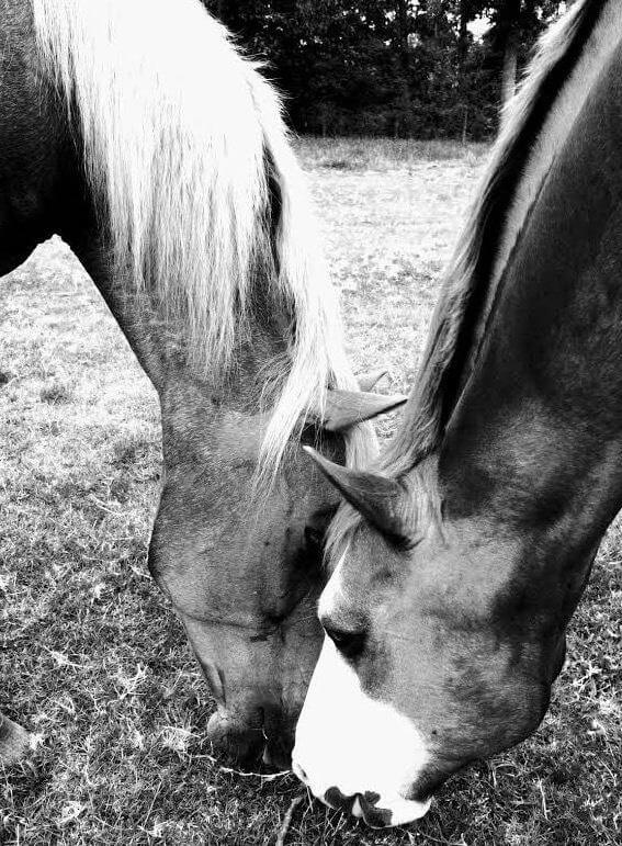 Black and white picture of two horses grazing next to each other