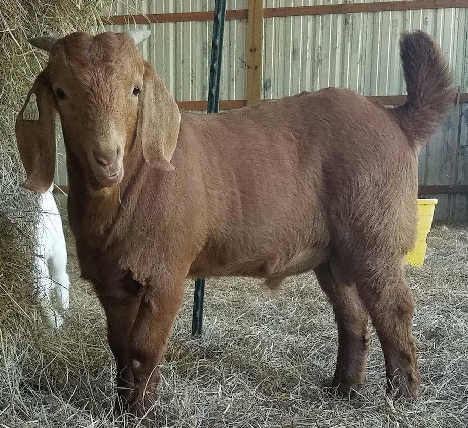 A small brown goat standing in hay