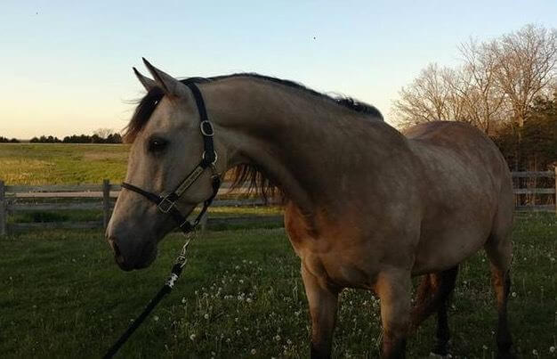 A tan horse outside in a grass clearing