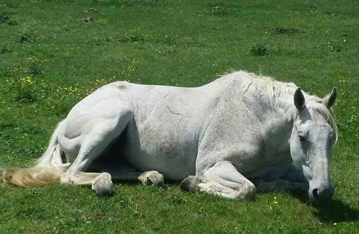 A white horse laying down on some grass