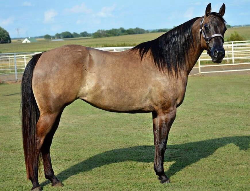 A tan horse with black mane and tail