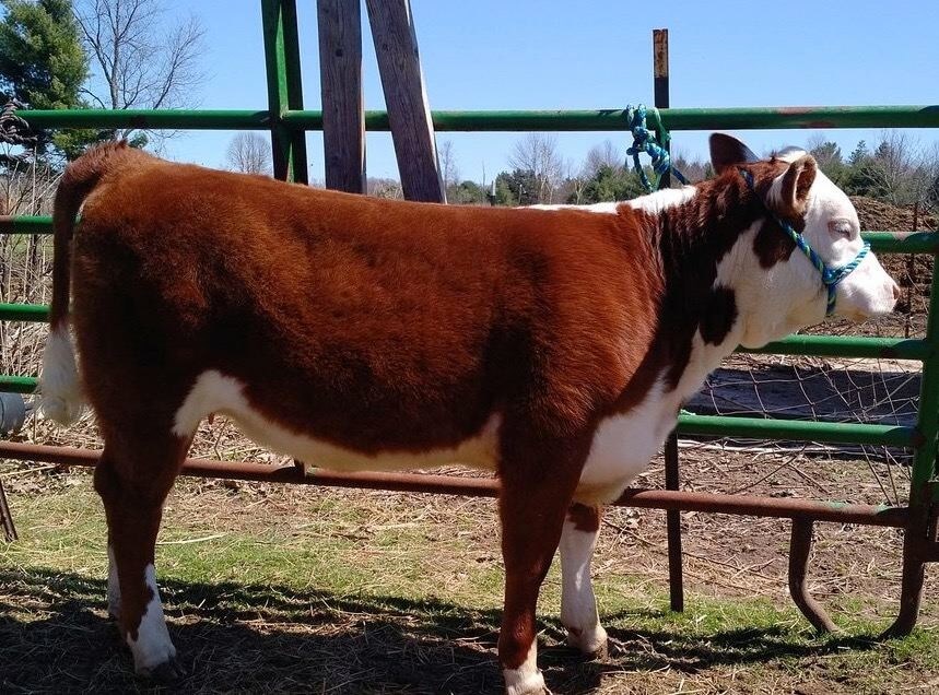 A Brown and white spotted cow in a pen