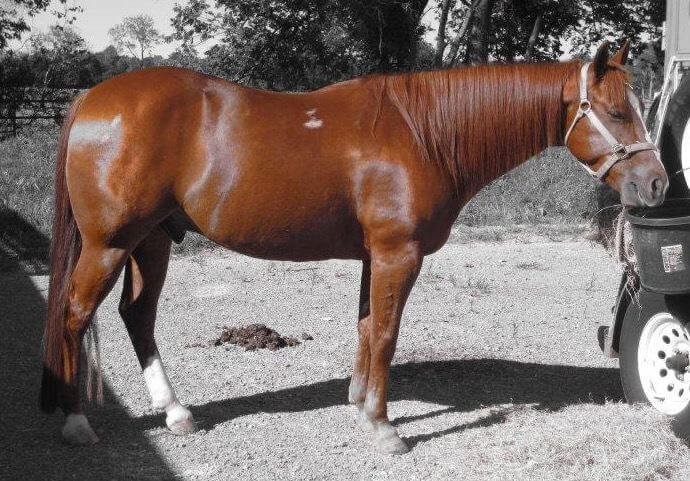 A black and white picture with a brown horse in color