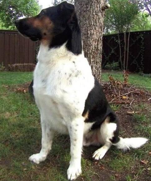 A white and black dog sitting outside by a tree