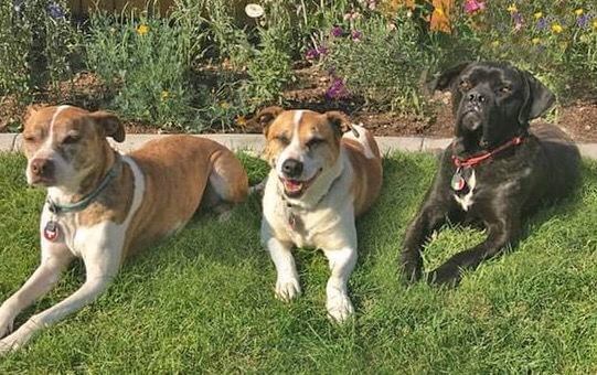 3 dogs laying down next to each other