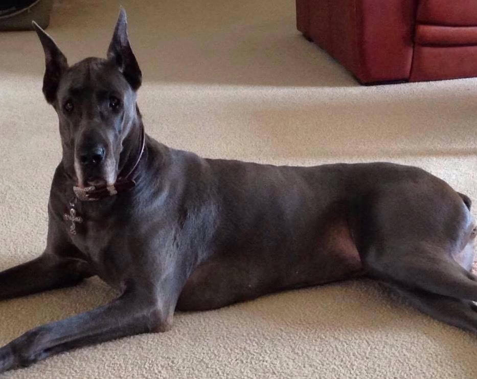 A great dane laying down on some carpet