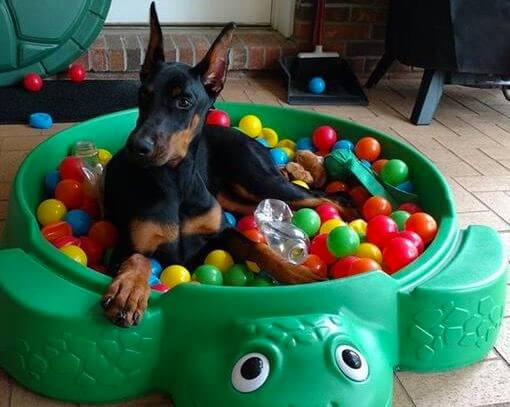 A doberman in a small ball pit