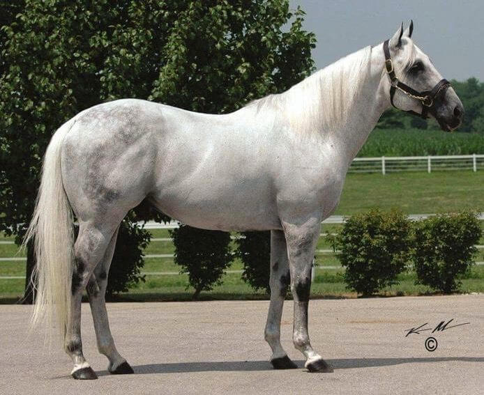 White palomino standing on a concrete driveway