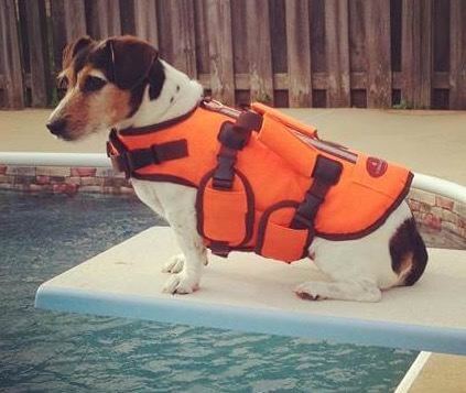A jack russell with a life jacket on