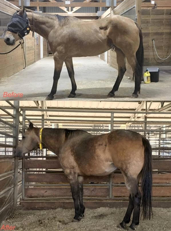 A before and after of a gray horse in a pen