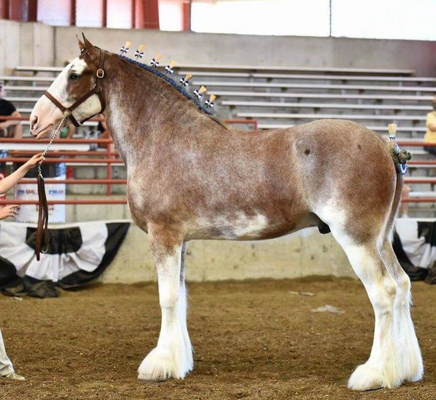A brown and white mottled horse in an arena
