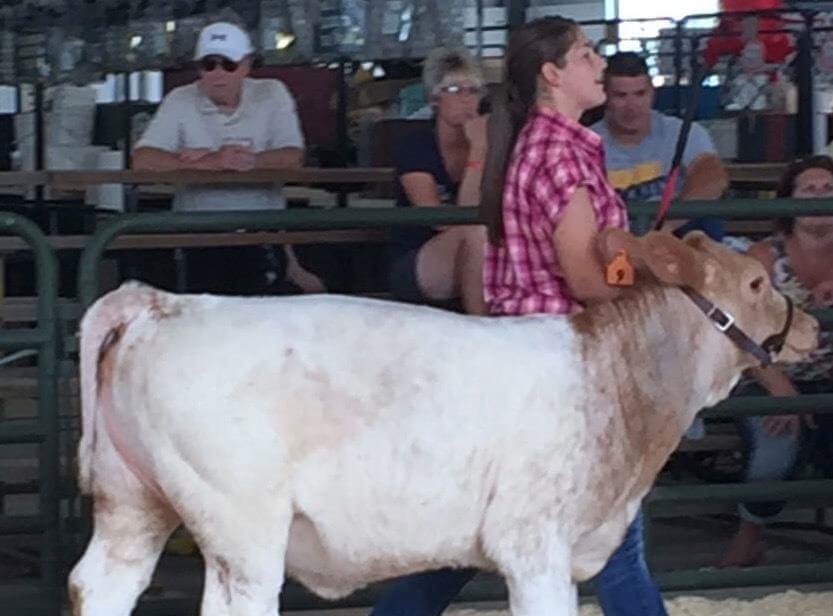 A white and brown cow being shown in a ring