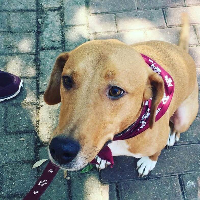 a golden colored dog with a red bandana
