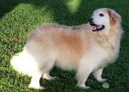 A golden retriever standing next to a ball