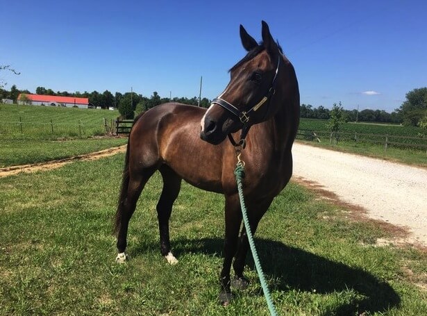 A chocolate colored horse on a lead outside