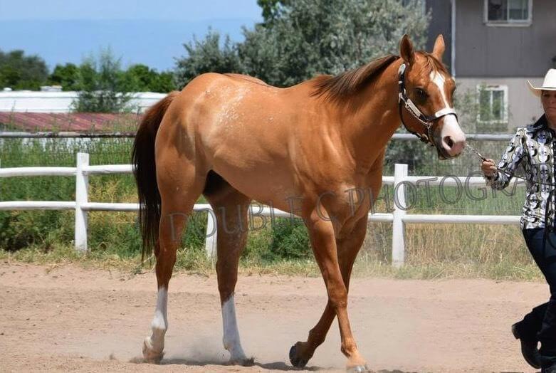 A light brown horse being guided by a handler