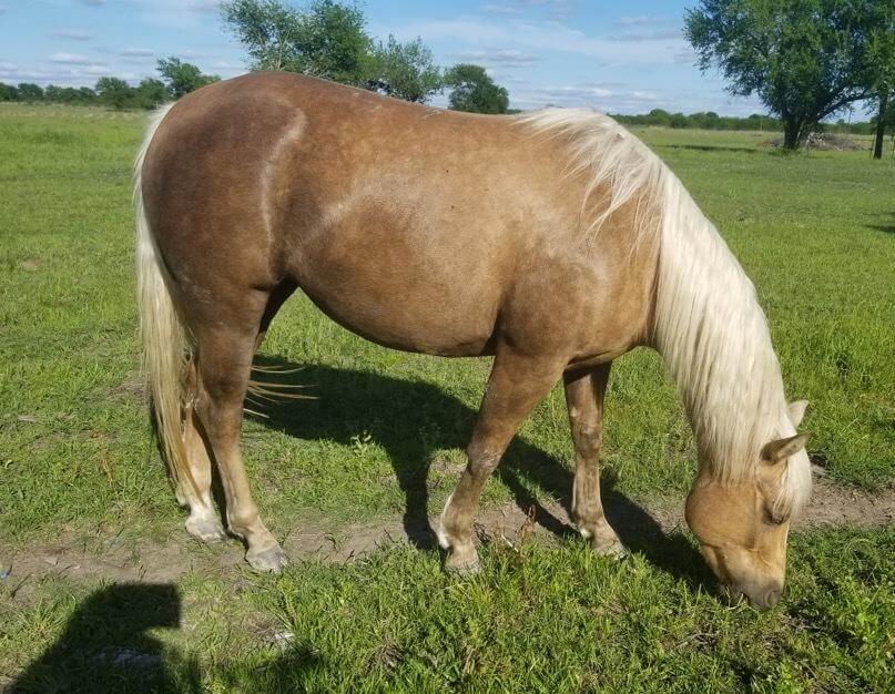 A golden colored horse grazing