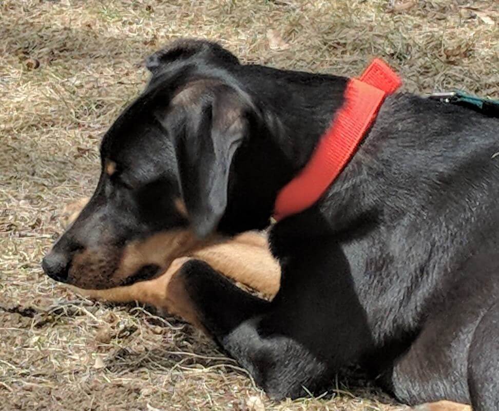 Black dog laying down