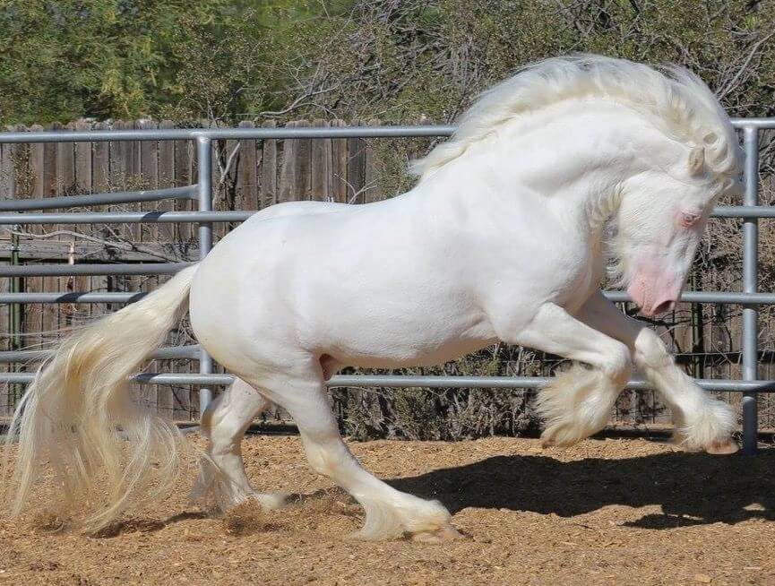 A pure white horse with a long mane