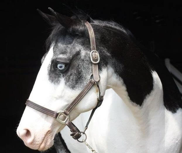 a portrait photo of a black and white horse