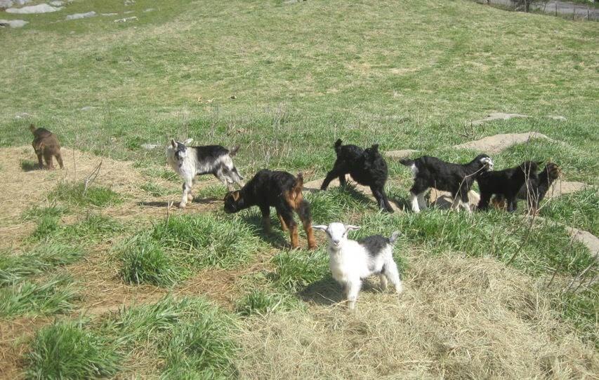 Several goats on a large field