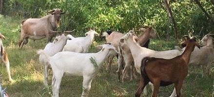 A small herd of goats